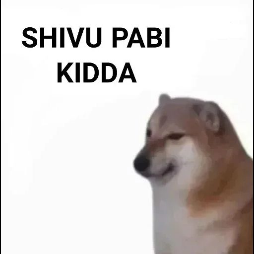 siba inu, meme siba iu, il cane di siba inu, cane siba iu meme, siba inu spiega la tua piccolazza