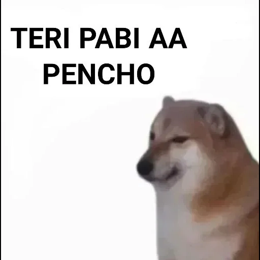 chai dog, the meme dog, der hund, chai dog meme, chai dog dog meme