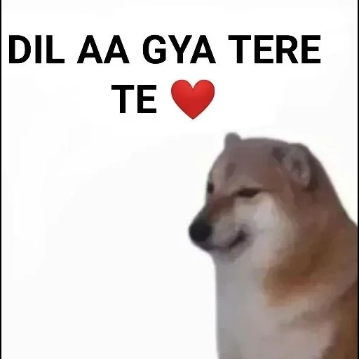 siba inu, memm dog, doge dog, meme siba iu, cane siba iu meme