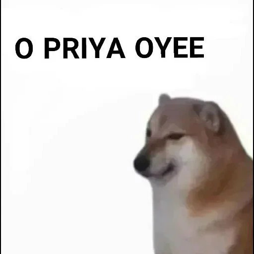 die meme des hundes, der hund, chai dog meme, chai dog dog meme, siba dog meme erklärt ihre kleine