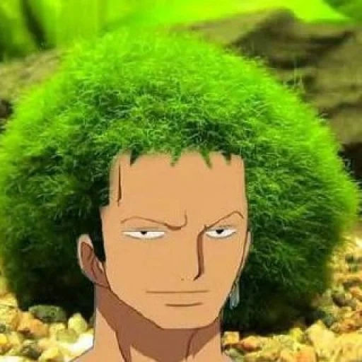 zoro, маримо zoro, ророноа зоро, маримо ван пис, первая награда за зоро