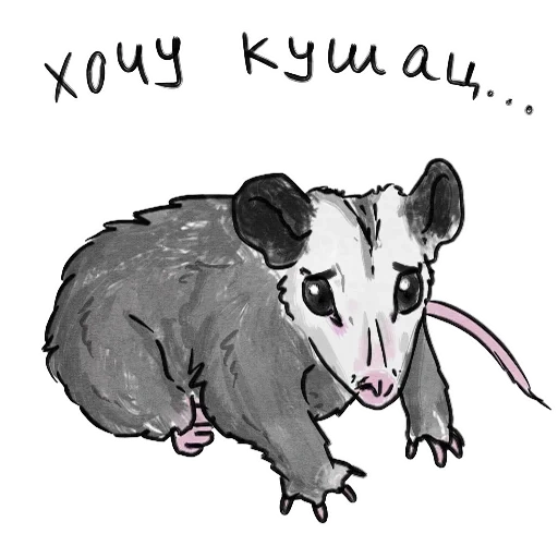 semacam tupai, gambar oposum, oposum dengan latar belakang putih, pola moncong opossum