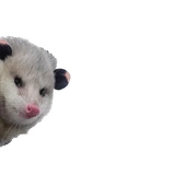 Opossum Coming