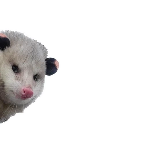 die katze, das opossum, das böse opossum, tiere niedlich, opossum auf weißem hintergrund
