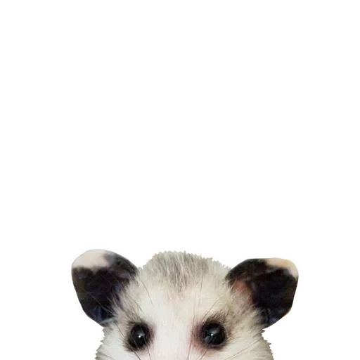 opossum, l'opossum est mignon, l'opossum est drôle, opossum, petit opossum