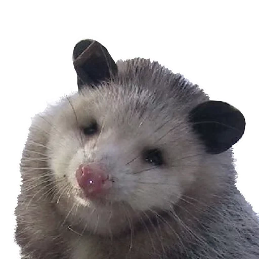 gli opossum, opossum grasso, animali carini, animali opossum, virginia opossum