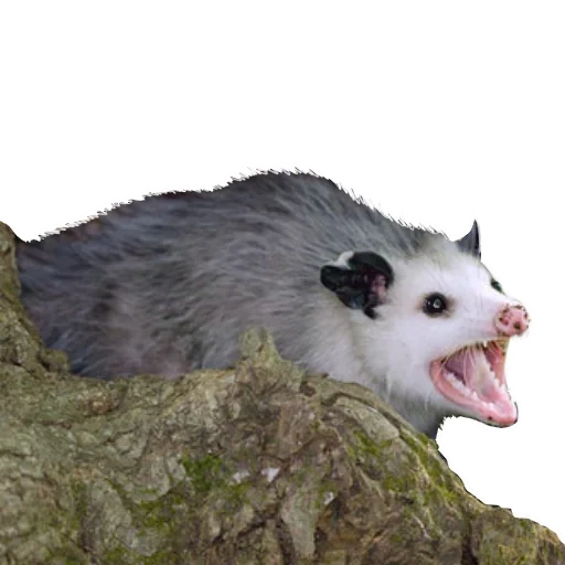semacam tupai, opusum evil, berteriak opossum, ispoon hewan, virginsky opeksum