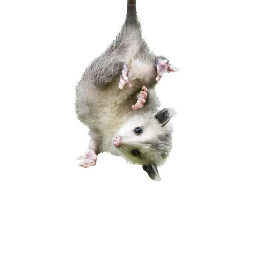 das opossum, die tiere, tiere niedlich, das opossum, das kleine opossum