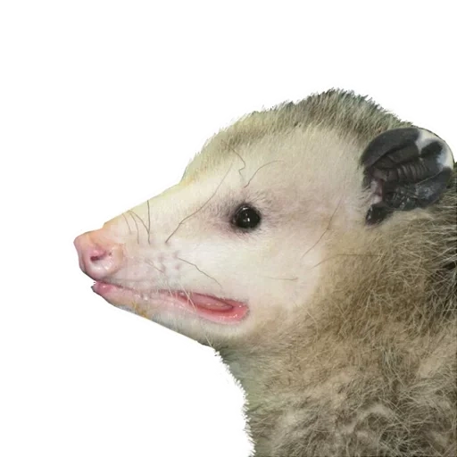 das opossum, das süße opossum, opossum weiß, oh diese opossums