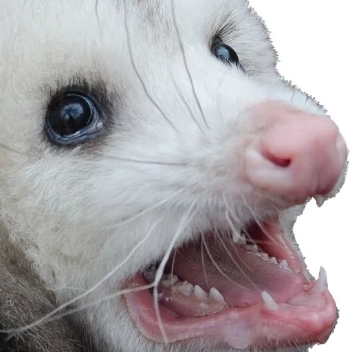 gli opossum, opossum divertente, versione mobile, animali opossum, opossum spaventato