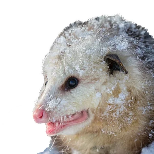 das opossum, die tiere, das opossum, virginia opossum