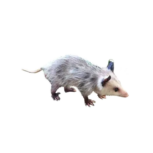 das opossum, das opossum, possum beuteltier, virginia opossum, opossum auf weißem hintergrund