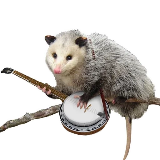 the opossum, das opossum, possum banjo, possum mit beutel, virginia opossum