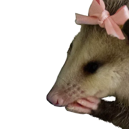 the opossum, heather das opossum, das süße opossum, das süße opossum