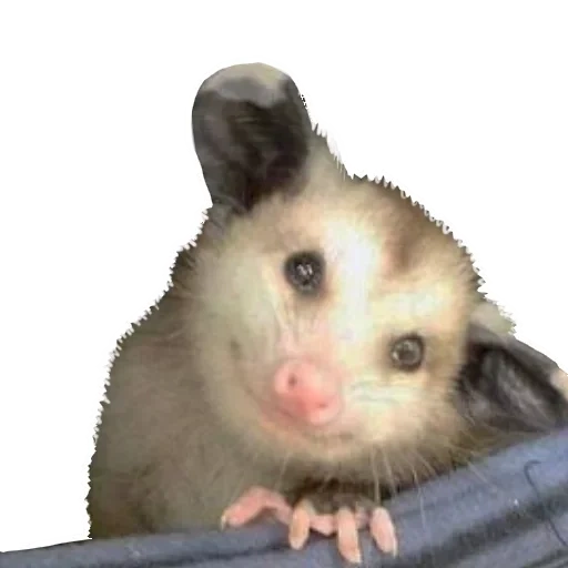 semacam tupai, opssum manis, opossum yang indah, virginsky opeksum