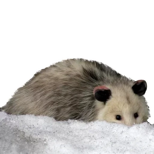 gli opossum, neve di opossum, animali carini, opossum senza sfondo, opossum triste
