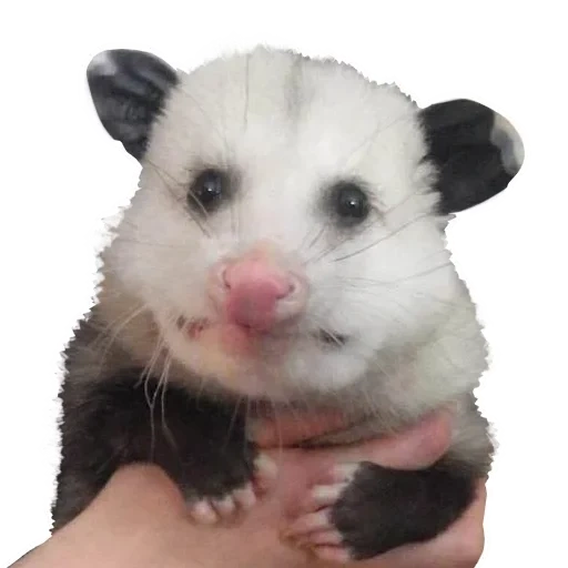opossum, animals, the animals are cute, the animal ispoons, oposum with a white background