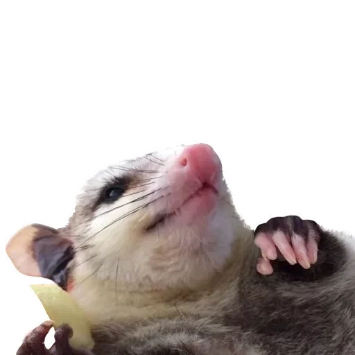 das böse opossum, das süße opossum, das opossum ist lustig, opossum auf weißem hintergrund