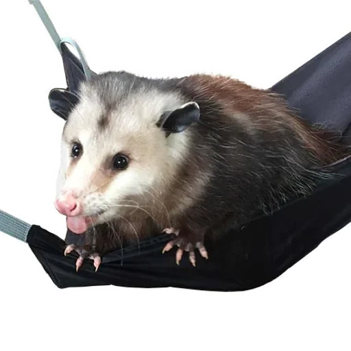 das opossum, tiere niedlich, possum mit beutel, virginia opossum, trixie hängematte für kleine nager