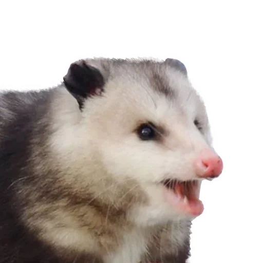 gli opossum, opossum malvagio, opossum bianco, animali opossum, virginia opossum