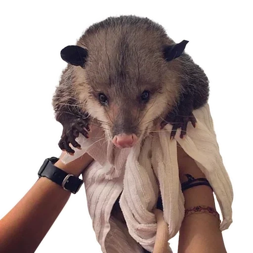 gambá, opossum, heather gambá, gambá feminino, gambá mexicano