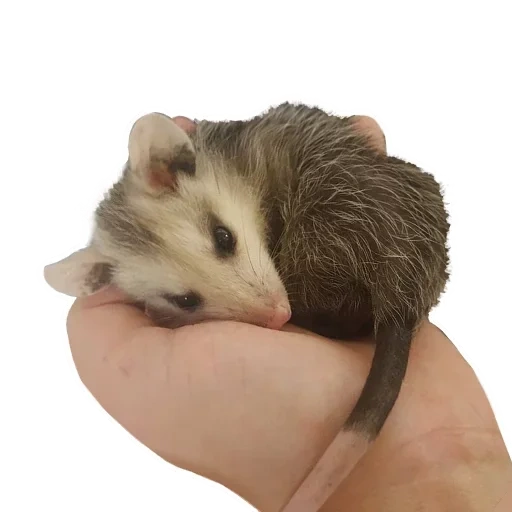 das opossum, the opossum, die tiere, tiere niedlich, hausopossum