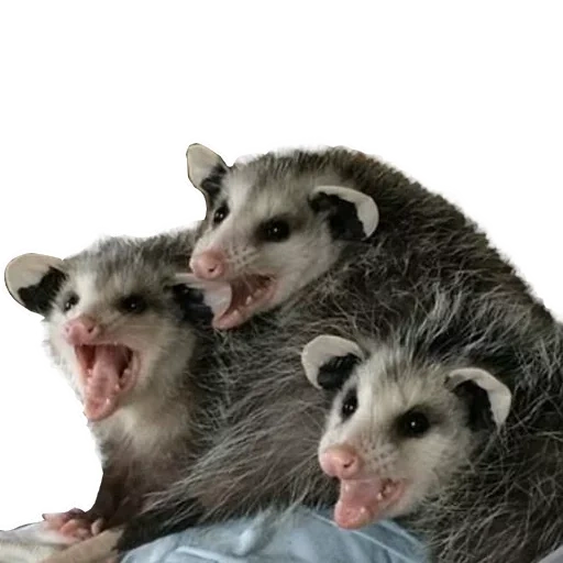 das opossum, das opossum, das süße opossum, possum beuteltier, possum mexico mit beutel