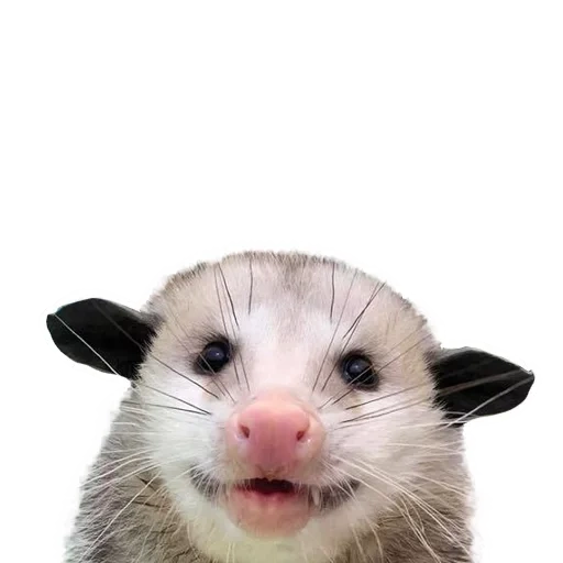das opossum, opossum seitlich, das süße opossum, zufriedenes opossum, opossum auf weißem hintergrund