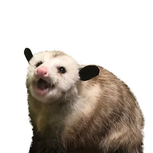 gli opossum, opossum divertente, animali opossum, marsupiale opossum, virginia opossum