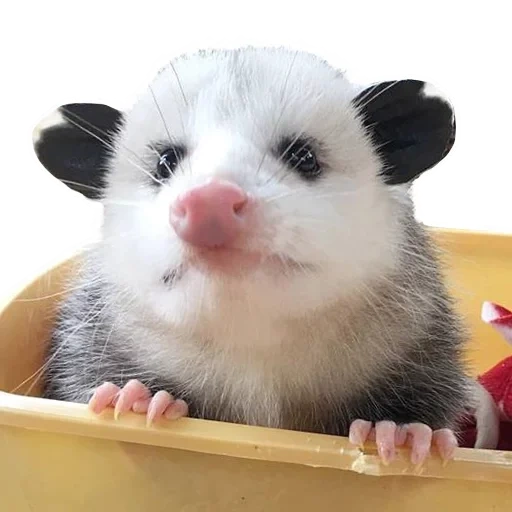 das opossum, das süße opossum, das opossum frettchen, das fette opossum, das kleine opossum
