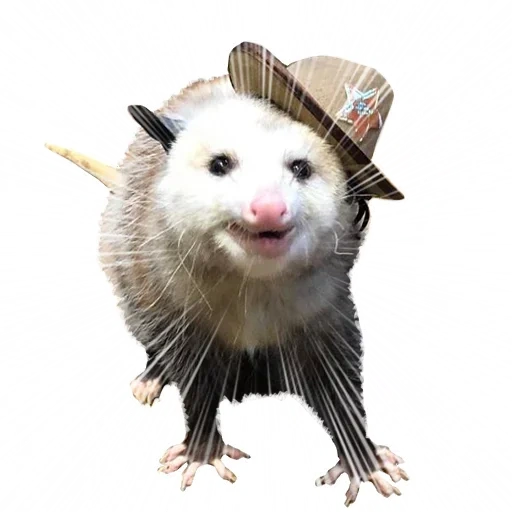 adorabile opossum, opossum divertente, piccolo opossum, opossum su fondo bianco