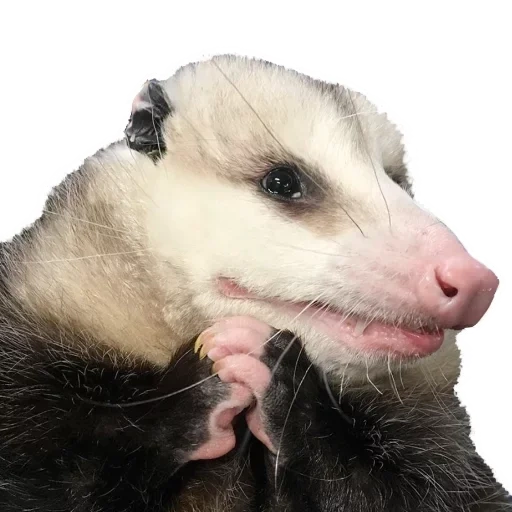 opossum, opossum, heather l'opossum, sourcils d'opossum, opossum domestique