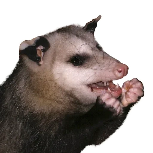 gli opossum, opossum ibly, marsupiale opossum, opossum su fondo bianco