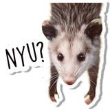 Opossum