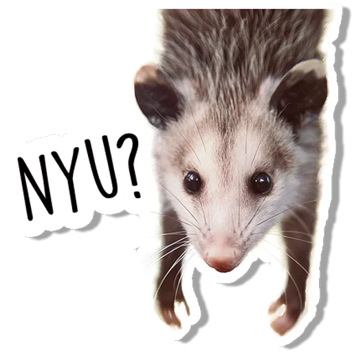 das opossum, das opossum toby, das süße opossum, possum beuteltier, virginia opossum