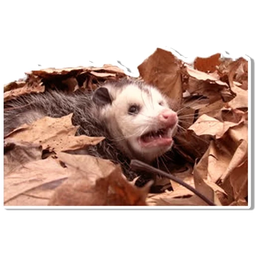 opossum, meme possum, opossum, opossum menjerit, hewan possum