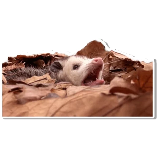 mème opossum, les animaux sont mignons, les animaux sont ridicules, les animaux sont joyeux, stimulation lumineuse des cellules d'opossum