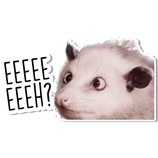 das opossum, heidi das opossum, tiere niedlich, das opossum, die süßesten tiere