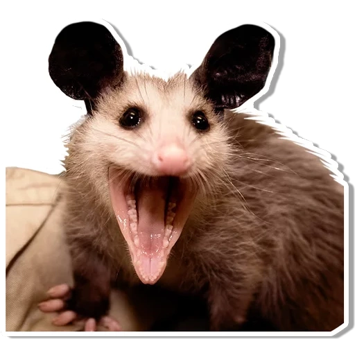 opossum, rat opossum, trouble panique de l'opossum, l'opossum croit en toi, opossum sur fond blanc