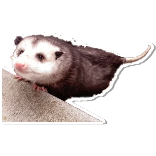 das opossum wittke, tiere niedlich, possum mit beutel, das frettchen guckt, virginia opossum