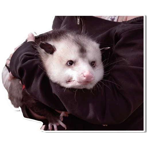 meme possum, opossum yang lucu, opossum gilbert, opossum domestik, opossum domestik