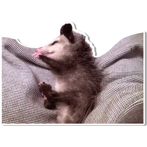 das opossum, schlafende tiere, possum beuteltier, das opossum, das opossum klein