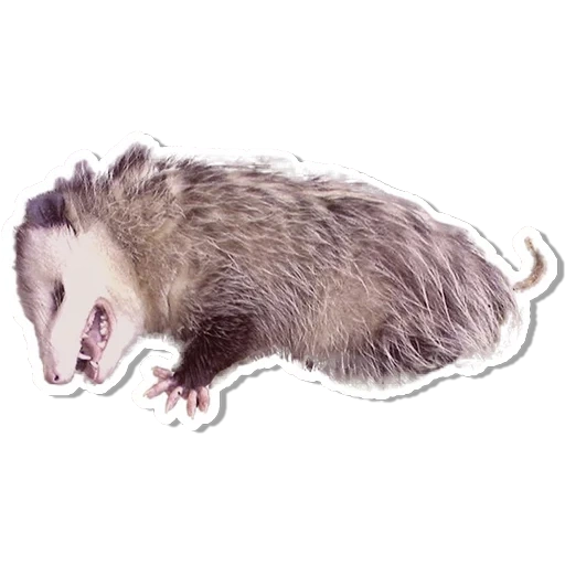 opossum, gli animali sono carini, gli isoli animali, opossum finge di essere morto, virginsky opeksum finge di essere morto