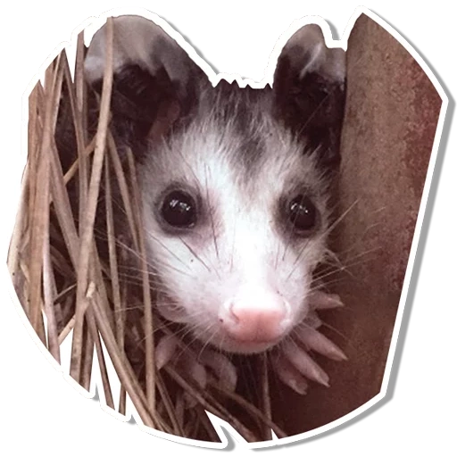 opossum, opossum, opossum itu lucu, opossum yang lucu, opossum domestik