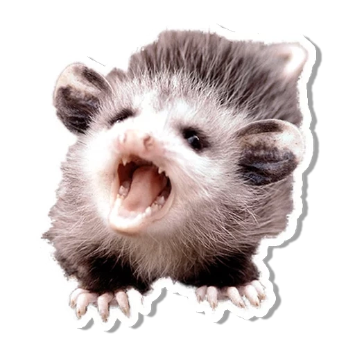 die tiere, animal humor, tiere niedlich, lustige kleine tiere, das kleine opossum