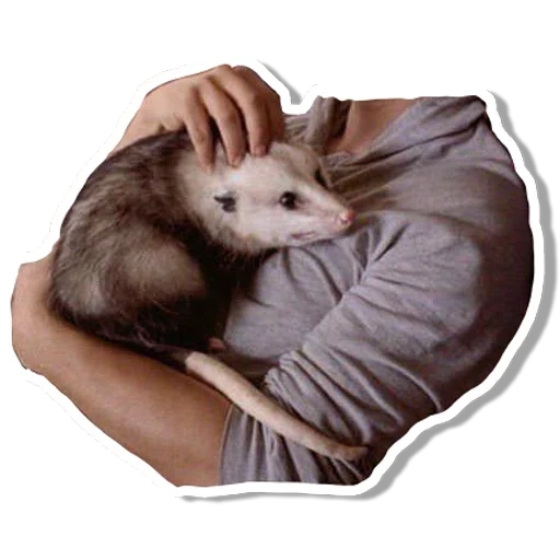 das opossum, tiere niedlich