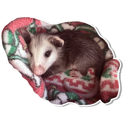 opossum, opossum, opossum heather, opossum yang lucu, opossum kecil