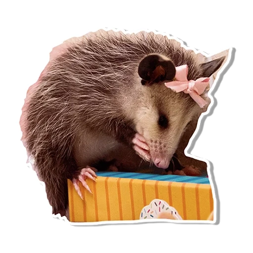 opossum, opusum without a background, oposum marsupial, the animal ispoons, little ilseum