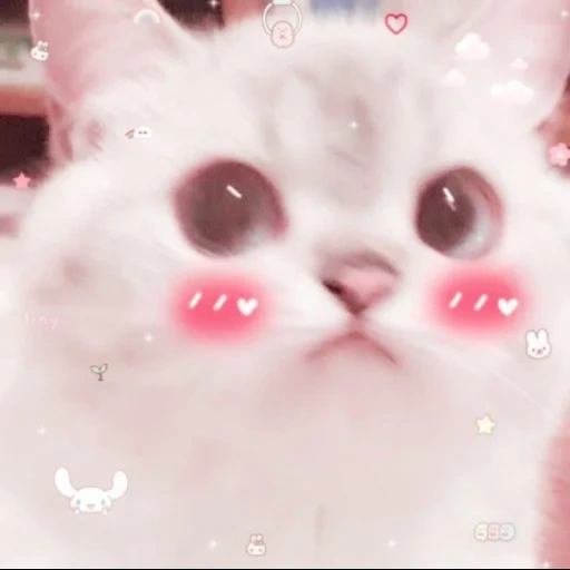 gatos lindos, gato kawaii, gatos lindos, querido meme de gato, los catcals son lindos