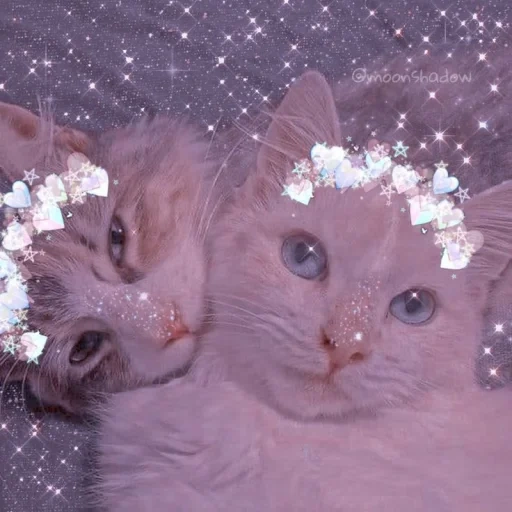 cat, seal, kitten, sparkling seals, a charming kitten